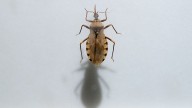 Chagas disease carried by the kissing bug spreading across US: What to know