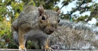 Angry squirrel attacks people in California