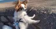 Beach attack leaves 'heartbroken' dog owner 'screaming and crying'
