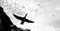Winners of the Bird Photographer of the Year 2025