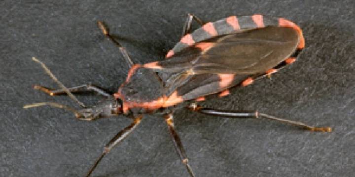 CDC warns people of deadly bug native to Indiana