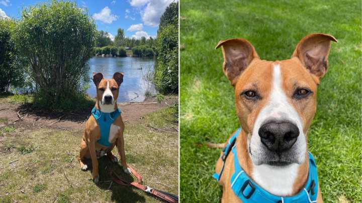 Oregon Dog Chained Outside For Nearly A Year Finally Learns What Love And Freedom Feel Like