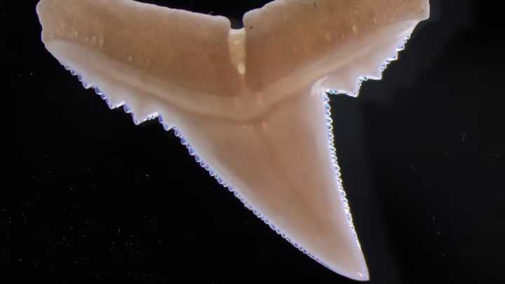 From razor-sharp to worn down: How ocean acidification may damage weaken sharks’ bite