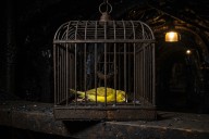 Canarios muertos: un Departamento de Justicia reestructurado otorga a Trump autoridad absoluta para actuar con impunidad