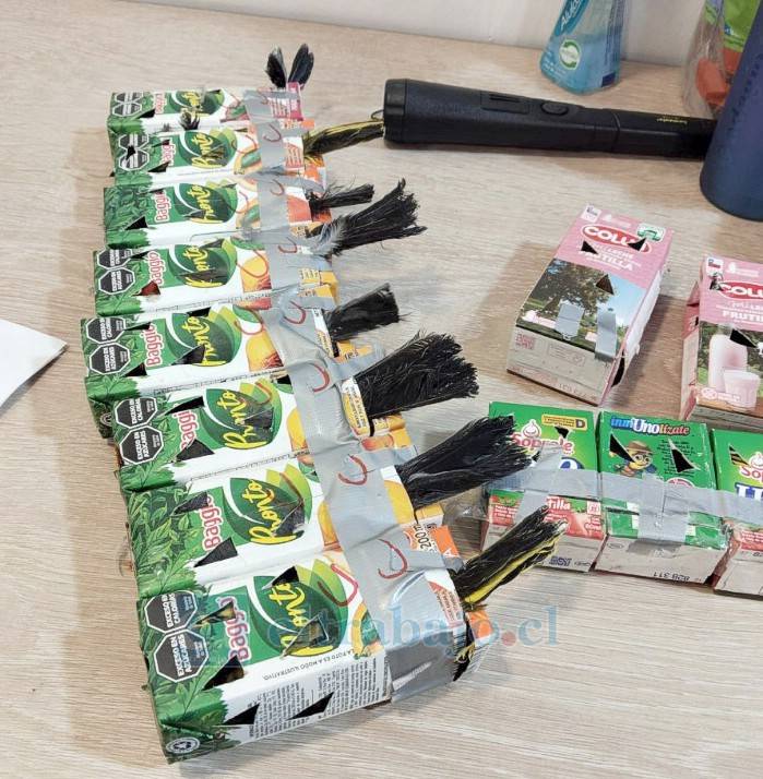 «Evidente caso de maltrato»: Incautan 50 aves de contrabando en paso Los Libertadores