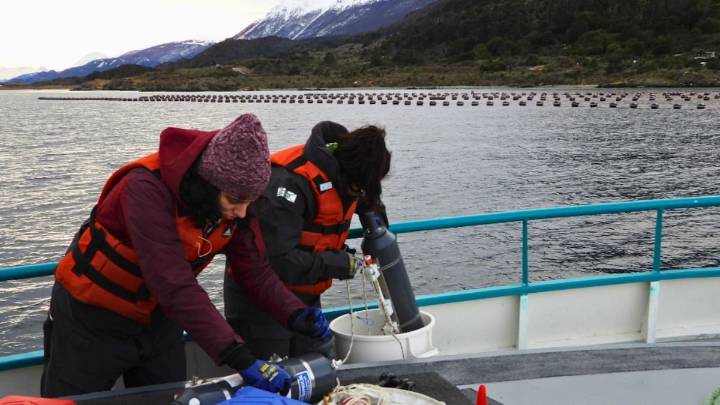 “Fundamental para el éxito”. Una investigación del Conicet en las aguas del fin del mundo anticipa una revolución productiva