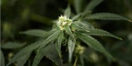 Governor expected to sign executive order on THC regulation