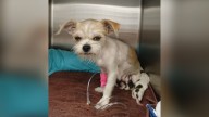 Rescuers In Texas Receive The Most Heartwarming Surprise From Abandoned Small Dog