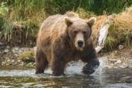 Jogger Critically Injured After Being Dragged 'Approximately 100 Yards' by Bear