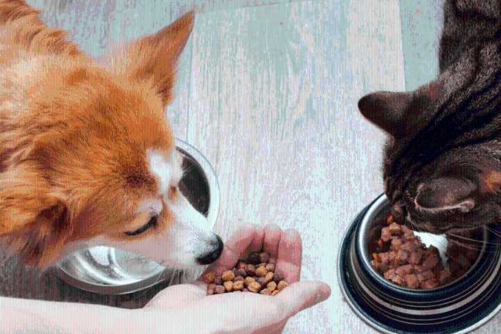 Colmevet apela a sobreseimiento de tres imputados por daños a la salud de más de 400 mascotas