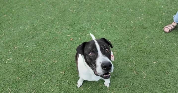 Tails to Adoption: Meet Harley!