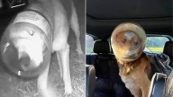 Michigan Rescuers Race Against Time To Save Stray Dog With Head Caught In Jar