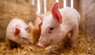 Sri Vijaya Puram Municipal Council Reiterates: Pig Rearing Not Allowed Within City Limits, Issues Directives