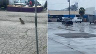California Pup Tossed From Car Waits For Hours, Hoping Her Family Will Return