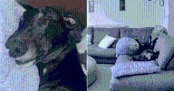 Owner Panics Leaving Greyhound Home, Pet Cam Footage Has Everyone Laughing