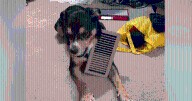 Internet Reacts Wildly After Dog Found Hanging by Collar in Home Vent