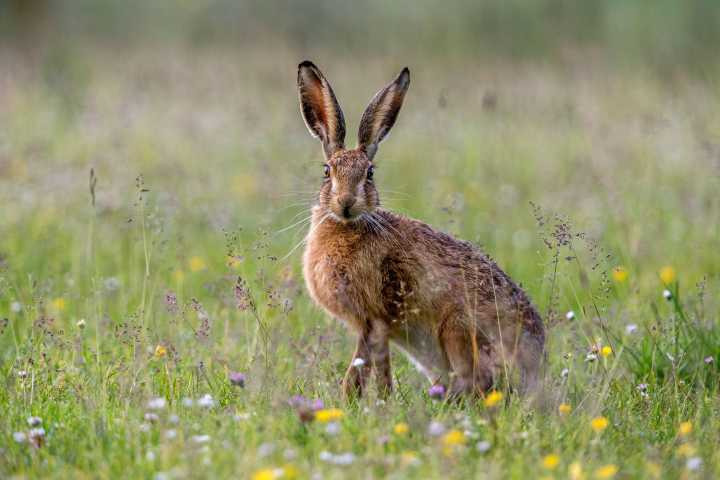 Discover how elusive, speedy and delicious our native animals are in 'Top Trumps: British wildlife edition'