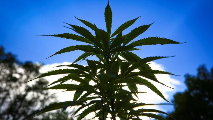 Un vecino de Pontevedra le reconoce tranquilamente a la policía que tiene mucha marihuana en el jardín porque "se dan bien"