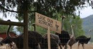 B.C. ostrich farm seeks another stay of cull order as it pursues high court hearing
