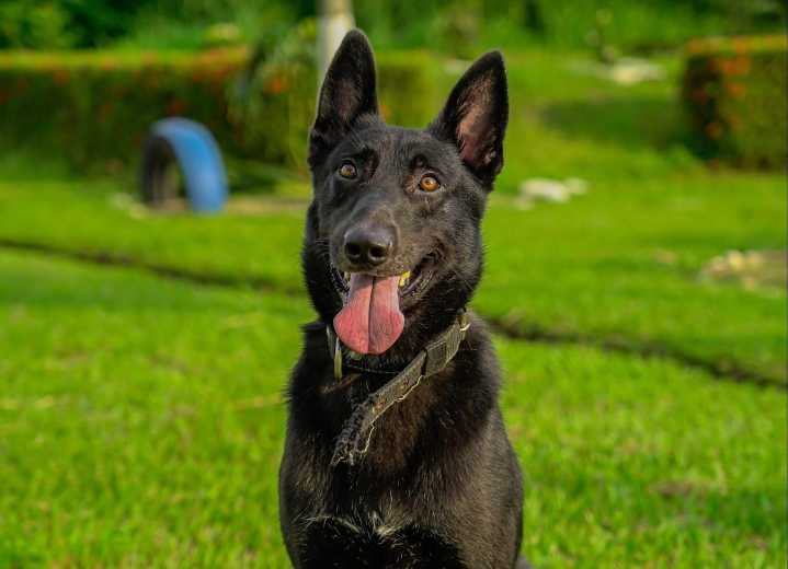 Canino entrenado contribuyó a detectar laboratorio ilegal en Casanare