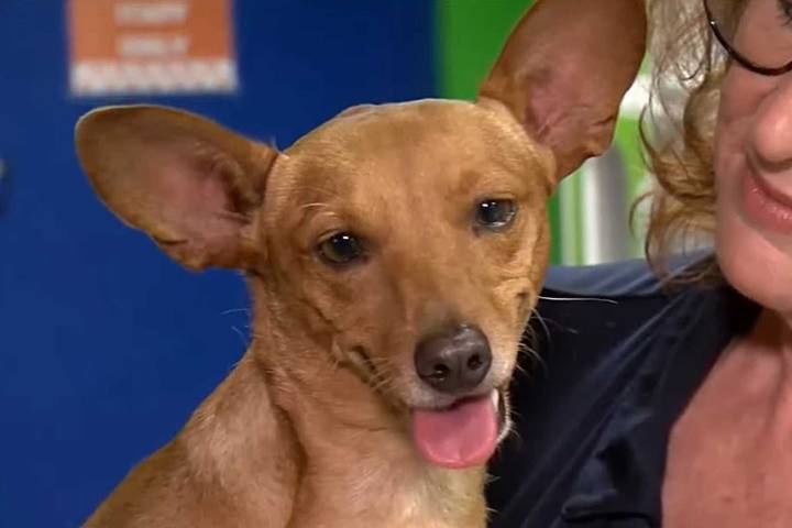 Struggling Dog Found Abandoned on Roadside with Legs Tied Together
