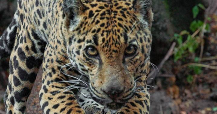 Groups say Noem acted illegally in building border walls blocking out jaguars