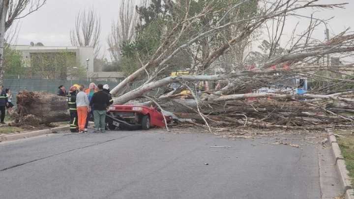 Una mujer murió aplastada por un árbol que cayó sobre su auto tras el fuerte viento Zonda