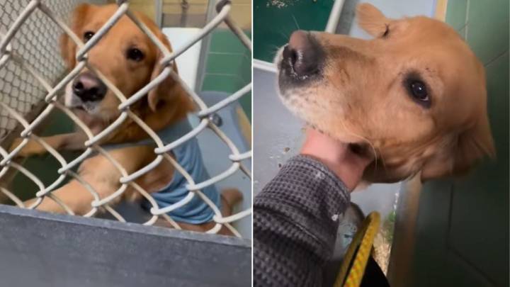 New York Couple’s Three-Year Journey To Adopt Golden Retriever Leads To Rescue Post