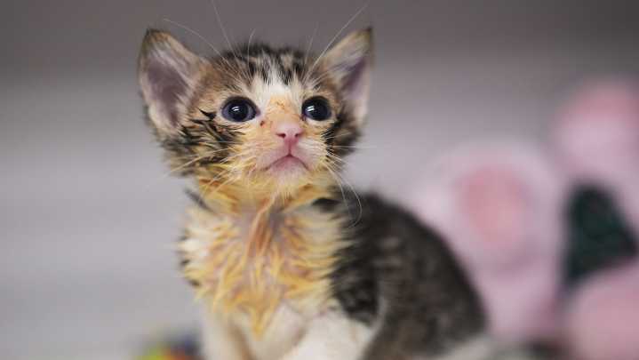 Is declawing cats inhumane? Ohio eyes ban. Alternatives, what to know
