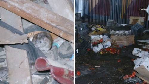 Piles of rotting produce on downtown Los Angeles street attract rats