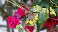 The Fast-Spreading Perennial That Can Make Your Rose Bushes Weak & Sick