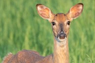 Louisiana hunting seasons for teal, deer open in September: What to know