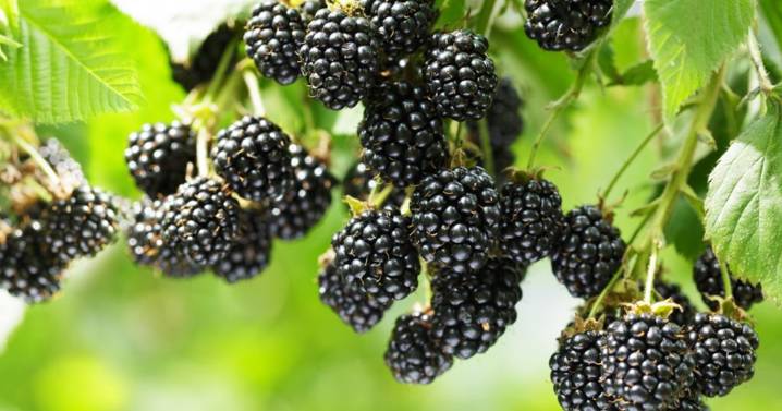 UK households picking blackberries face £300 fine 'regardless of quantity gathered'