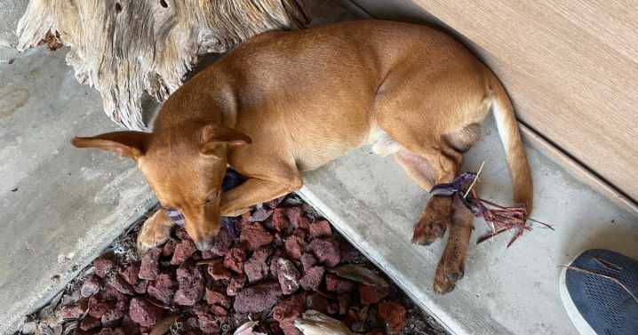 PETA offers $5k reward in case of dog found bound and injured in Ruskin