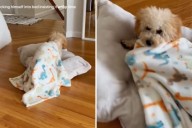 Maltipoo Puppy Decides It's Nap Time—Hearts Melt at How He Tucks Himself In
