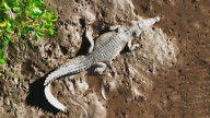 Influencer Real Tarzann investigated in Australia after wrestling crocodile on video