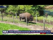 Man wounded in attack from his own buffalo