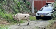 ¿Apareció el dueño del toro que embistió a motociclista en Manizales?