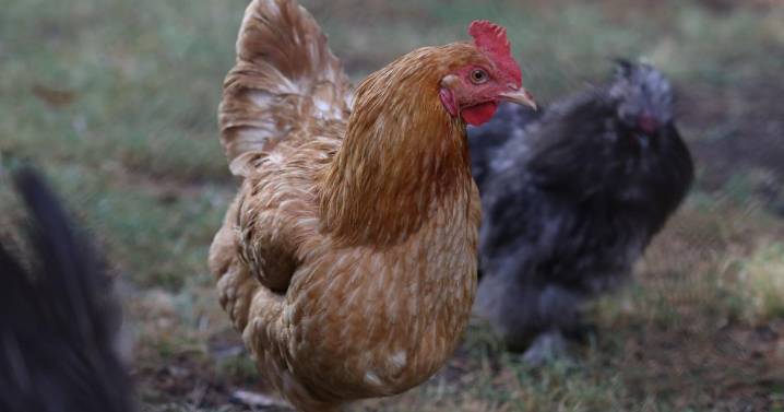 Backyard chickens closer to approval in Newnan