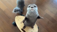 Watching Otters Skateboard IS the Pick