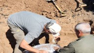 Rescataron restos de un gliptodonte en Entre Ríos con apoyo de la comunidad