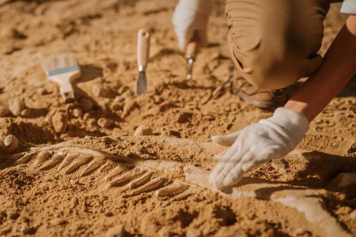Scientists Uncover New Dinosaur with Crocodile Remains in Its Jaws