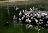 España toma medidas urgentes por la gripe aviar: parques cerrados y aves sacrificadas