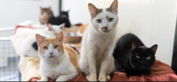 “Amor y Amistad con huellitas: 80 perros y gatos buscan familia en Medellín”