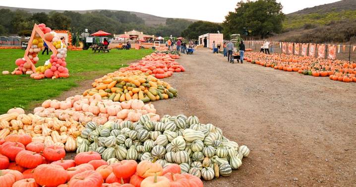 The Patch offers pumpkins galore, and much more