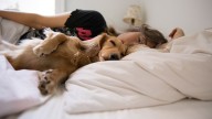 Según estudio, dormir con perros puede alterar la calidad del sueño