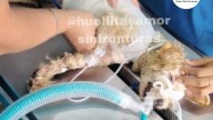 ¿Qué ha pasado con “Cereza”? La perrita que sobrevivió a la explosión en Iztapalapa