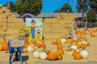 The Best Pumpkin Patch in Illinois Has More Than Just Pumpkins