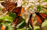 Absorbe EU recursos de mariposa monarca; invita Profauna a donar