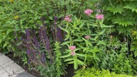 When are aggressive native plants a good idea for your Northeast Ohio garden?